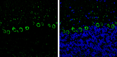 Anti-MYH10 antibody [GT324] used in IHC (Frozen sections) (IHC-Fr). GTX634139