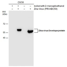 Anti-Zika virus Envelope protein antibody [GT871] used in Western Blot (WB). GTX634157