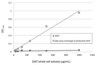 Anti-Zika virus Envelope protein antibody [GT871] used in ELISA (ELISA). GTX634157
