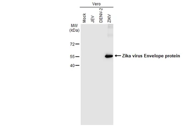 Anti-Zika virus Envelope protein antibody [GT871] used in Western Blot (WB). GTX634157