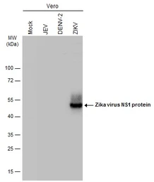 Anti-Zika virus NS1 protein antibody [GT5212] used in Western Blot (WB). GTX634158