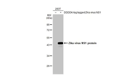 Anti-Zika virus NS1 protein antibody [GT5212] used in Western Blot (WB). GTX634158