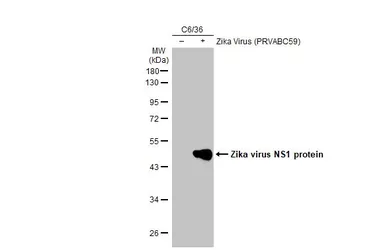 Anti-Zika virus NS1 protein antibody [GT281] used in Western Blot (WB). GTX634159