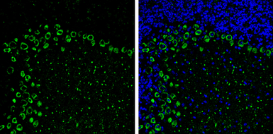 Anti-MYH10 antibody [GT246] used in IHC (Frozen sections) (IHC-Fr). GTX634160
