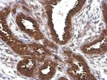 Anti-Anterior Gradient 2 antibody [GT5812] used in IHC (Paraffin sections) (IHC-P). GTX634163