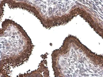 Anti-Anterior Gradient 2 antibody [GT5812] used in IHC (Paraffin sections) (IHC-P). GTX634163