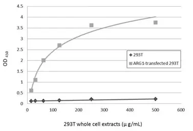 Anti-Arginase 1 antibody [GT5811] used in ELISA (ELISA). GTX634218