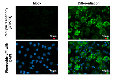 Anti-Perilipin 1 antibody [GT2781] used in Immunocytochemistry/ Immunofluorescence (ICC/IF). GTX634406