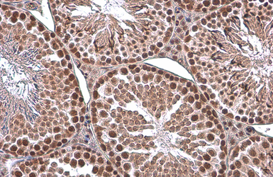 Anti-EED antibody [GT885] used in IHC (Paraffin sections) (IHC-P). GTX634650