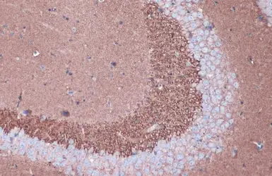 Anti-VAMP2 antibody [GT766] used in IHC (Paraffin sections) (IHC-P). GTX634829