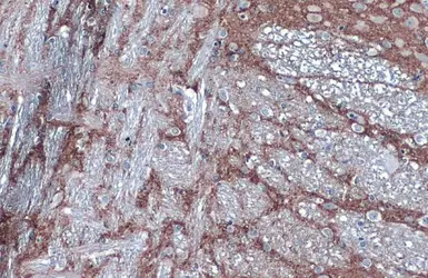 Anti-VAMP2 antibody [GT766] used in IHC (Paraffin sections) (IHC-P). GTX634829