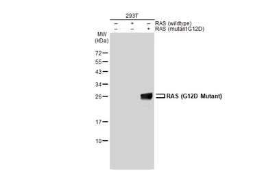 Anti-RAS (G12D Mutant) antibody [HL10] used in Western Blot (WB). GTX635362