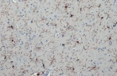 Anti-Iba1 antibody [HL22] used in IHC (Paraffin sections) (IHC-P). GTX635363