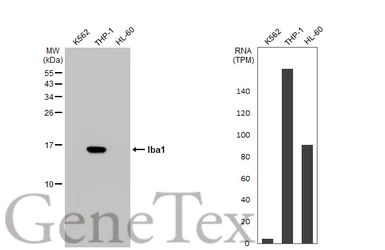Anti-Iba1 antibody [HL22] used in Western Blot (WB). GTX635363