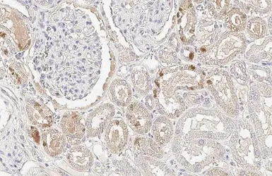 Anti-GPX2 antibody [HL125] used in IHC (Paraffin sections) (IHC-P). GTX635477