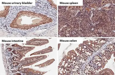 Anti-Bax antibody [HL236] used in IHC (Paraffin sections) (IHC-P). GTX635715