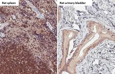 Anti-Bax antibody [HL236] used in IHC (Paraffin sections) (IHC-P). GTX635715
