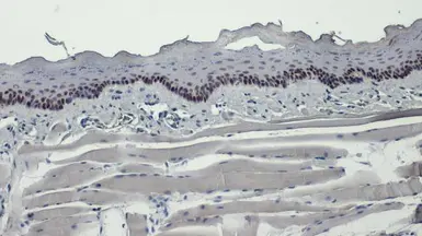 Anti-p63 antibody [HL1027] used in IHC (Paraffin sections) (IHC-P). GTX635841