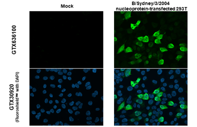 Anti-Influenza B virus Nucleoprotein antibody [HL1069] used in Immunocytochemistry/ Immunofluorescence (ICC/IF). GTX636100