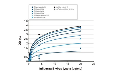 Anti-Influenza B virus Nucleoprotein antibody [HL1069] used in ELISA (ELISA). GTX636100