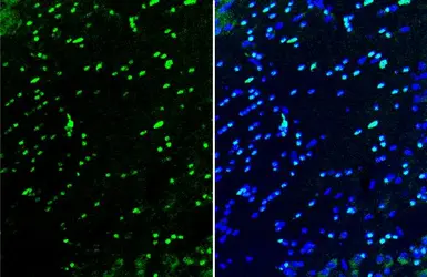 Anti-OLIG2 antibody [HL1072] used in IHC (Frozen sections) (IHC-Fr). GTX636104