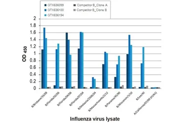 Anti-Influenza B virus Nucleoprotein antibody [HL1073] used in ELISA (ELISA). GTX636194