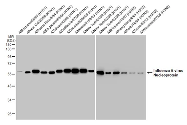 Anti-Influenza A virus Nucleoprotein antibody [HL1078] used in Western Blot (WB). GTX636199