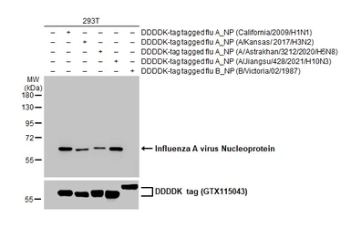 Anti-Influenza A virus Nucleoprotein antibody [HL1089] used in Western Blot (WB). GTX636247