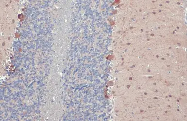 Anti-GAD67 antibody [HL1096] used in IHC (Paraffin sections) (IHC-P). GTX636280