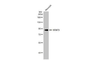 Anti-STAT3 antibody [HL1134] used in Western Blot (WB). GTX636400