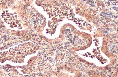 Anti-AKT1 antibody [HL1142] used in IHC (Paraffin sections) (IHC-P). GTX636413