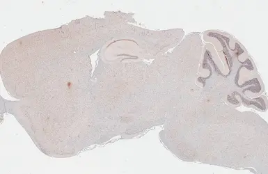 Anti-Glucocorticoid Receptor antibody [HL1149] used in IHC (Paraffin sections) (IHC-P). GTX636420