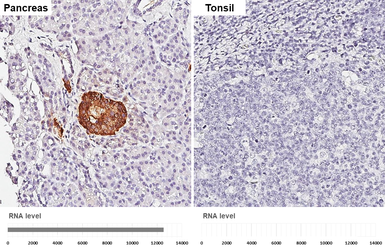 Anti-C-Peptide antibody [HL1159] used in IHC (Paraffin sections) (IHC-P). GTX636463