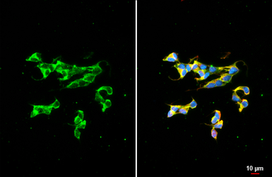 Anti-Dopamine beta Hydroxylase antibody [HL1163] used in Immunocytochemistry/ Immunofluorescence (ICC/IF). GTX636467