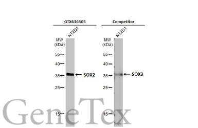 Anti-SOX2 antibody [HL1193] used in Western Blot (WB). GTX636505