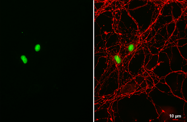 Anti-SOX2 antibody [HL1193] used in Immunocytochemistry/ Immunofluorescence (ICC/IF). GTX636505
