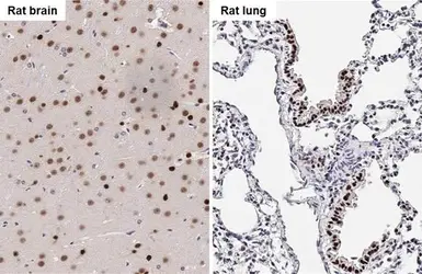 Anti-SOX2 antibody [HL1193] used in IHC (Paraffin sections) (IHC-P). GTX636505