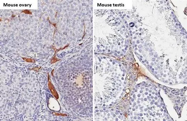 Anti-C1 inhibitor antibody [HL1197] used in IHC (Paraffin sections) (IHC-P). GTX636509