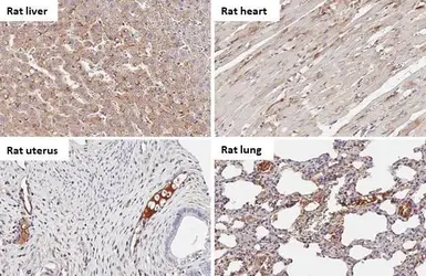 Anti-C1 inhibitor antibody [HL1197] used in IHC (Paraffin sections) (IHC-P). GTX636509