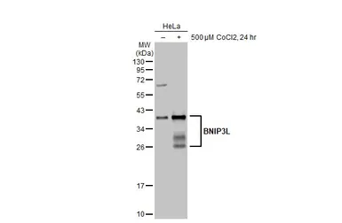 Anti-BNIP3L antibody [HL1203] used in Western Blot (WB). GTX636515