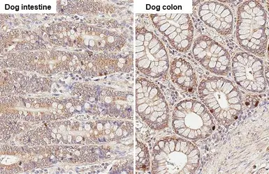 Anti-Thymidylate synthase antibody [HL1236] used in IHC (Paraffin sections) (IHC-P). GTX636635