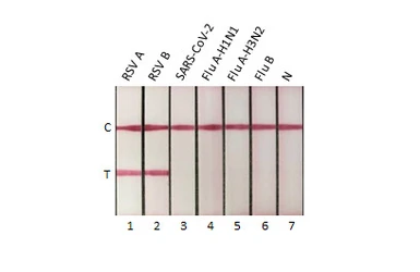 Anti-Respiratory Syncytial virus Nucleoprotein antibody [HL1248] used in Lateral Flow (Lateral Flow). GTX636650