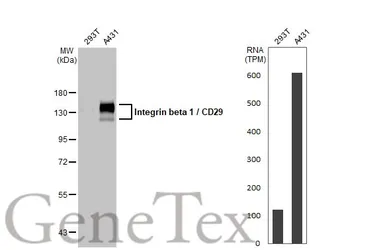 Anti-Integrin beta 1 / CD29 antibody [HL1255] used in Western Blot (WB). GTX636657