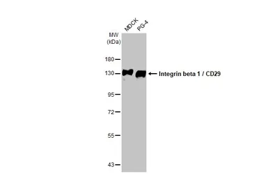 Anti-Integrin beta 1 / CD29 antibody [HL1255] used in Western Blot (WB). GTX636657