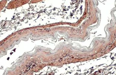 Anti-Transgelin antibody [HL1270] used in IHC (Paraffin sections) (IHC-P). GTX636672