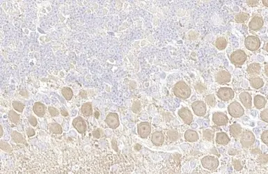 Anti-PKC (pan) (zeta phospho Thr410) antibody [HL1279] used in IHC (Paraffin sections) (IHC-P). GTX636681