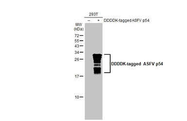Anti-ASFV p54 antibody [HL1289] used in Western Blot (WB). GTX636703