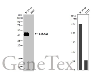 Anti-EpCAM antibody [HL1339] used in Western Blot (WB). GTX636759