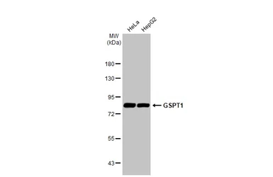 Anti-GSPT1 antibody [HL1345] used in Western Blot (WB). GTX636765