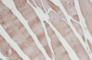 Anti-NEK7 antibody [HL1348] used in IHC (Paraffin sections) (IHC-P). GTX636768